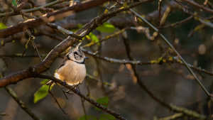 lophophanes cristatus mesange huppee lophophanes cristatus mesange huppee