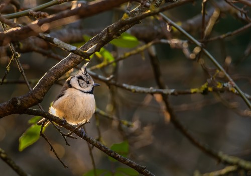 lophophanes cristatus  mesange huppee 
