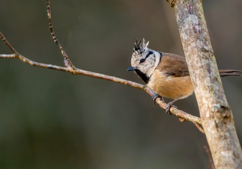 lophophanes cristatus  mesange huppee 