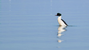 mergus merganser harle bievre mergus merganser harle bievre