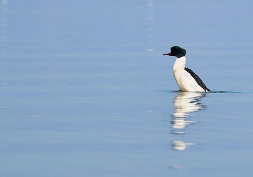 mergus merganser  harle bievre 