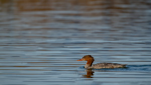 mergus merganser harle bievre mergus merganser harle bievre