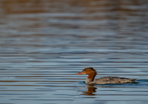 mergus merganser  harle bievre 