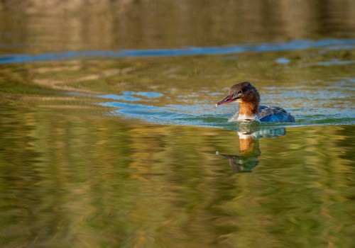 mergus merganser  harle bievre 