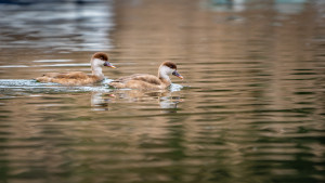 netta rufina nette rousse netta rufina nette rousse