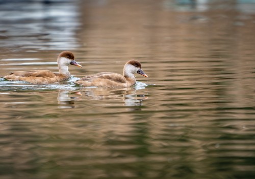 netta rufina  nette rousse 