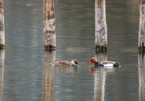 netta rufina  nette rousse 