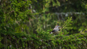 nucifraga caryocatactes cassenoix mouchete nucifraga caryocatactes cassenoix mouchete