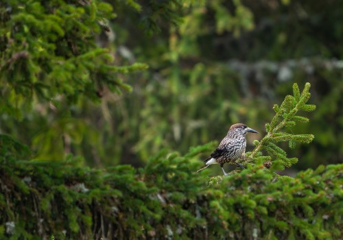 nucifraga caryocatactes  cassenoix mouchete 