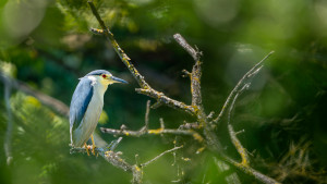 nycticorax nycticorax bihoreau gris nycticorax nycticorax bihoreau gris