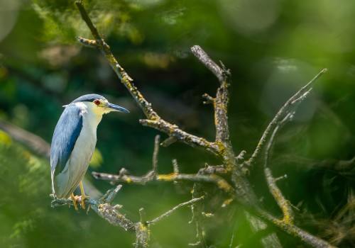 nycticorax nycticorax  bihoreau gris 