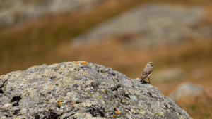 oenanthe oenanthe traquet motteux oenanthe oenanthe traquet motteux