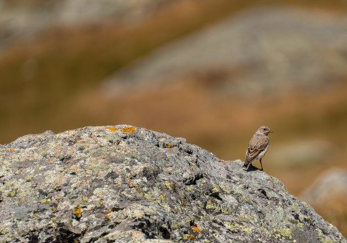 oenanthe oenanthe  traquet motteux 