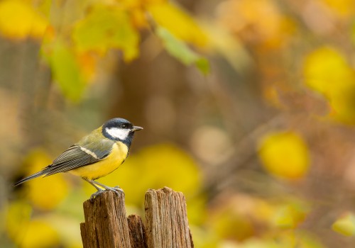 parus major  mesange charbonniere 