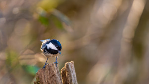 periparus ater mesange noire periparus ater mesange noire