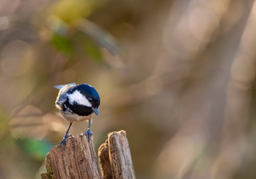 periparus ater  mesange noire 