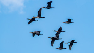 phalacrocorax aristotelis cormoran huppe phalacrocorax aristotelis cormoran huppe