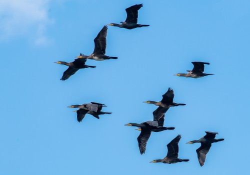 phalacrocorax aristotelis  cormoran huppe 