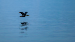 phalacrocorax carbo grand cormoran phalacrocorax carbo grand cormoran