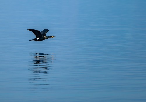 phalacrocorax carbo  grand cormoran 
