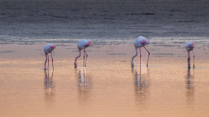 phoenicopterus roseus flamant rose phoenicopterus roseus flamant rose