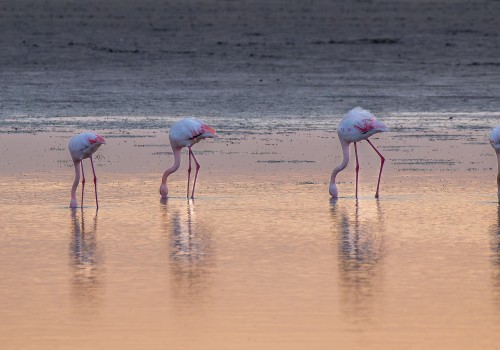 phoenicopterus roseus  flamant rose 