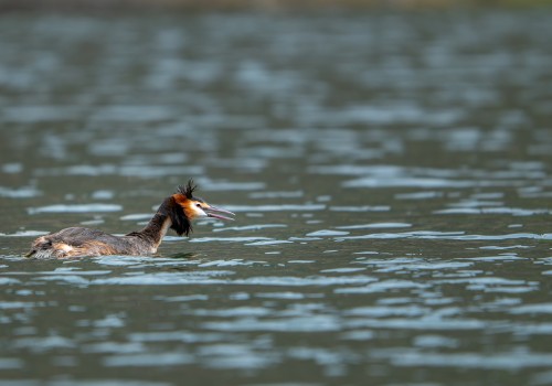 podiceps cristatus  grebe huppe 