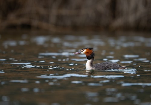 podiceps cristatus  grebe huppe 