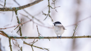 poecile palustris mesange nonnette 10 poecile palustris mesange nonnette 10