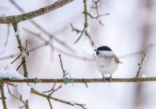poecile palustris  mesange nonnette  10