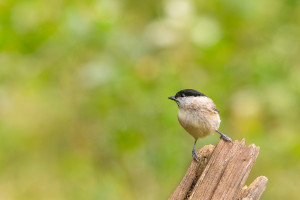 poecile palustris mesange nonnette poecile palustris mesange nonnette