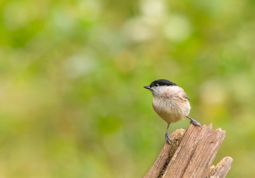 poecile palustris  mesange nonnette 
