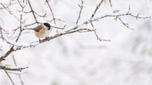 poecile palustris mesange nonnette poecile palustris mesange nonnette