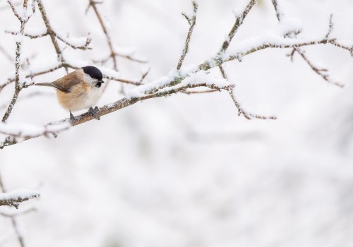 poecile palustris  mesange nonnette 