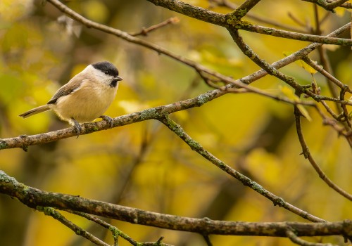 poecile palustris  mesange nonnette 