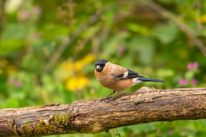 pyrrhula pyrrhula bouvreuil pivoine pyrrhula pyrrhula bouvreuil pivoine