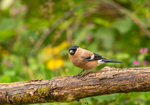 pyrrhula pyrrhula  bouvreuil pivoine 