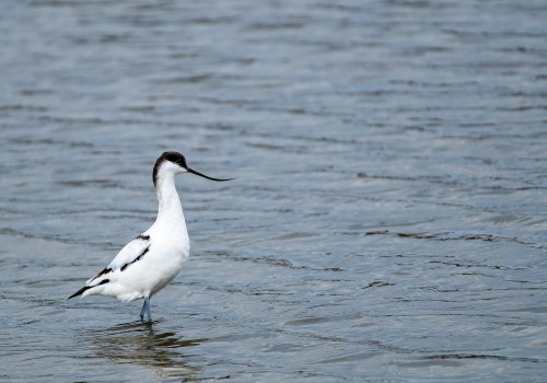 recurvirostra avosetta  avocette elegante 