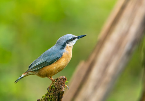 sitta europaea  sittelle torchepot 