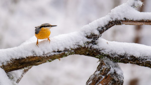 sitta europaea sittelle torchepot sitta europaea sittelle torchepot