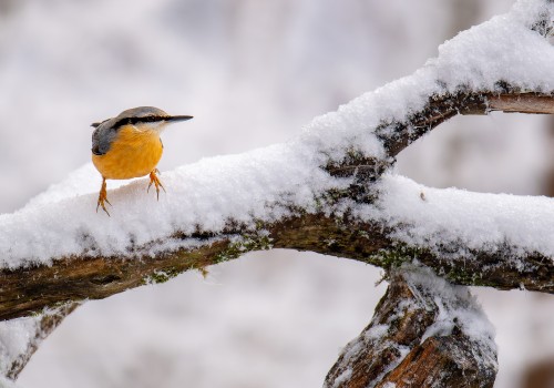 sitta europaea  sittelle torchepot 