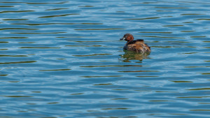 tachybaptus ruficollis grebe castagneux tachybaptus ruficollis grebe castagneux