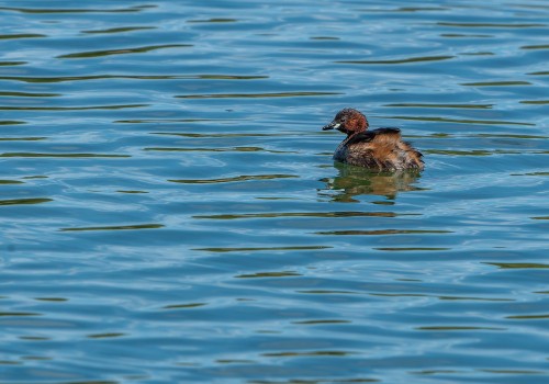 tachybaptus ruficollis  grebe castagneux 
