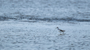 tringa stagnatilis chevalier stagnatile tringa stagnatilis chevalier stagnatile