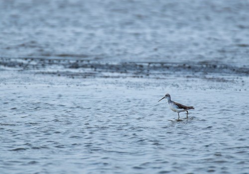 tringa stagnatilis  chevalier stagnatile 