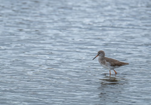 tringa totanus  chevalier gambette  1