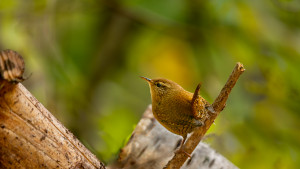 troglodytes troglodytes troglodyte mignon troglodytes troglodytes troglodyte mignon