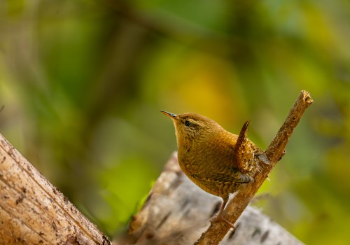 troglodytes troglodytes  troglodyte mignon 