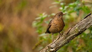 turdus merula merle noir turdus merula merle noir
