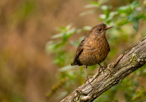 turdus merula  merle noir 